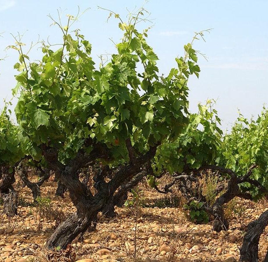 Pèlerinage voie de Genève