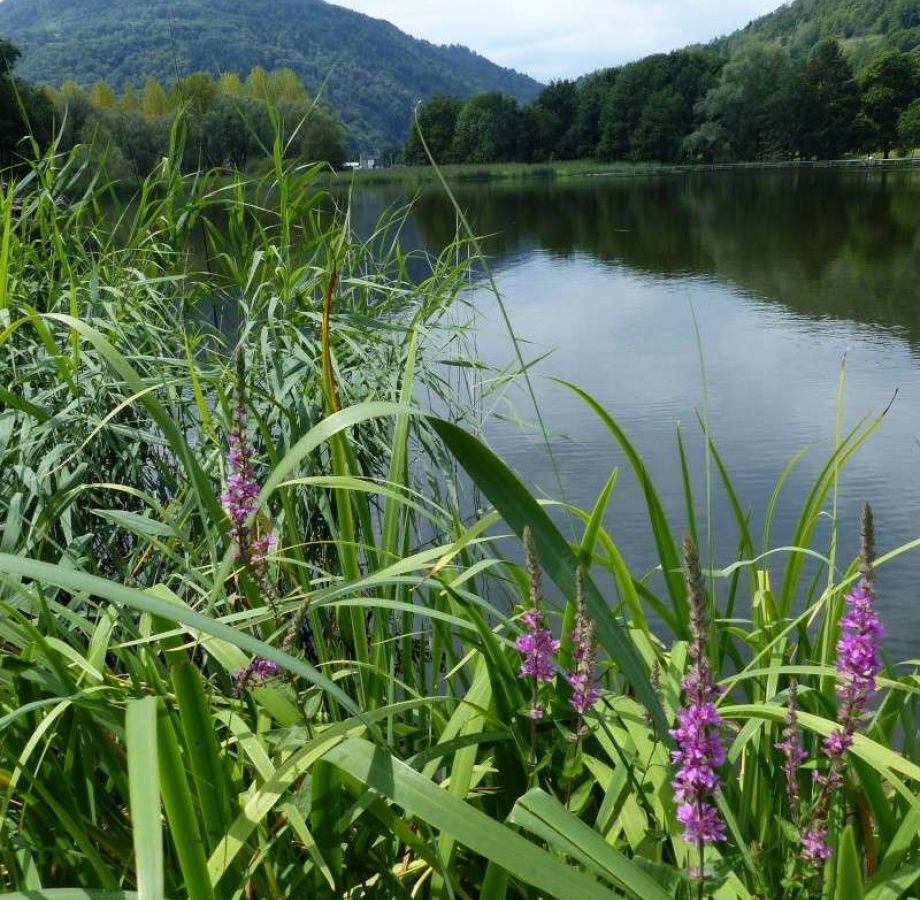 Compostelle Geneve Le Puy