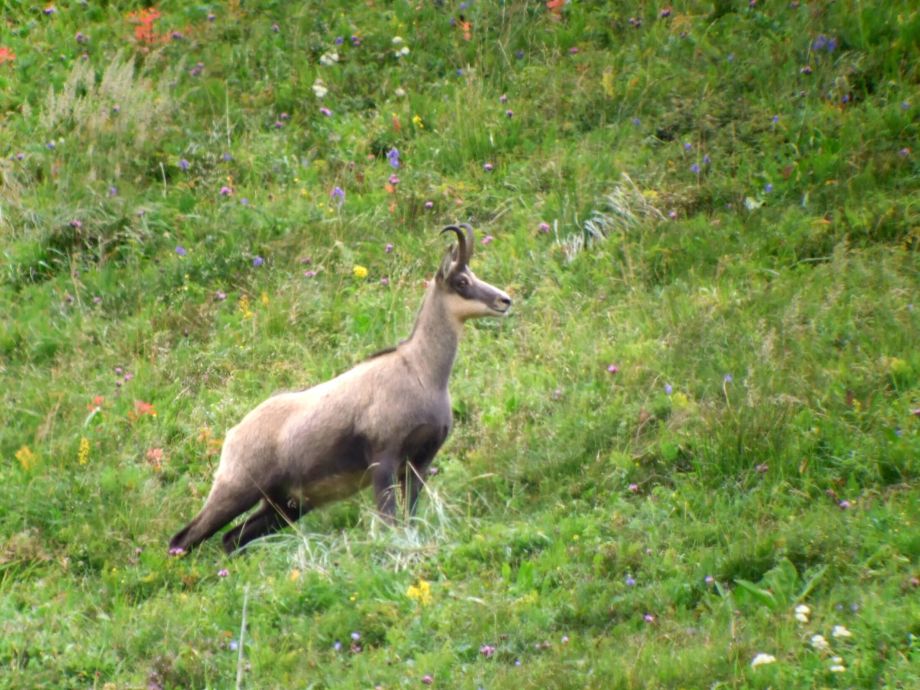 randonnée liberté Auvergne